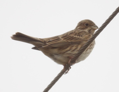 Emberiza calandra