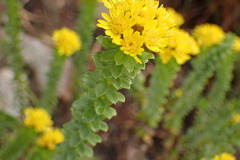 Oedera squarrosa