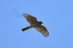 Accipiter nisus