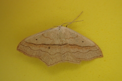 Scopula imitaria