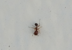 Pheidole dentata