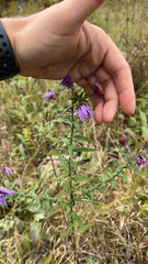 Symphyotrichum novae-angliae