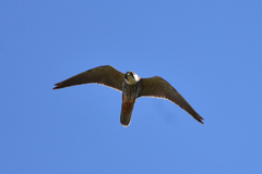 Falco subbuteo