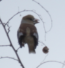 Coccothraustes coccothraustes