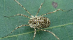 Lacinius dentiger