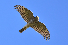 Accipiter nisus