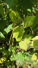 Cryptotaenia canadensis