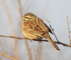 Emberiza cirlus