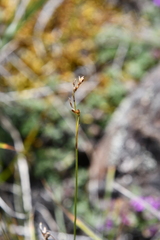 Carex pediformis