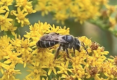 Callandrena