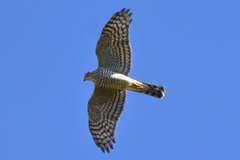 Accipiter nisus