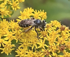 Callandrena