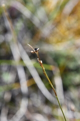 Carex pediformis