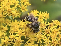 Callandrena