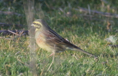 Emberiza cirlus