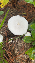 Leucoagaricus leucothites