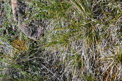 Carex pediformis