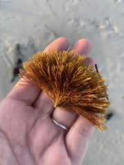Abietinaria