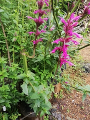 Agastache mexicana