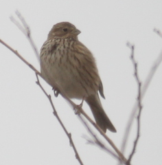 Emberiza calandra