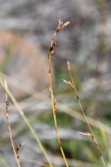 Carex pediformis