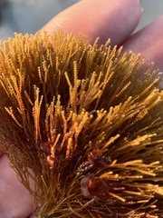 Abietinaria