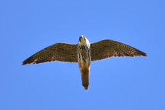 Falco subbuteo