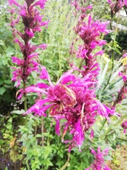 Agastache mexicana