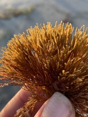 Abietinaria