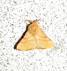 Malacosoma neustria