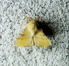 Malacosoma neustria