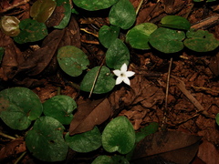 Geophila