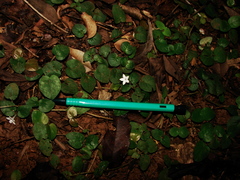 Geophila