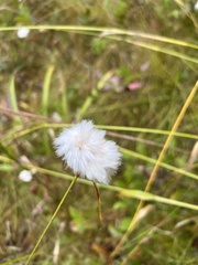 Eriophorum