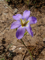 Moraea polyanthos