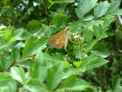 Poanes viator