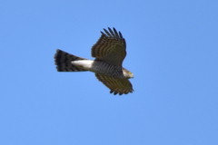 Accipiter nisus