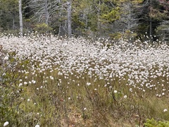 Eriophorum