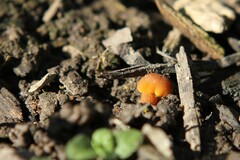 Mycena acicula