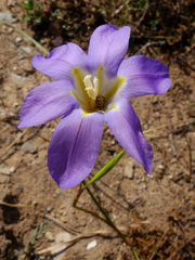 Moraea polyanthos