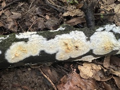 Radulomyces