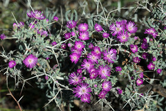Ruschia cradockensis