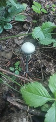 Psilocybe serbica