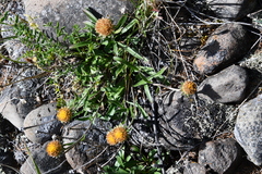 Aster alpinus tolmatschevii