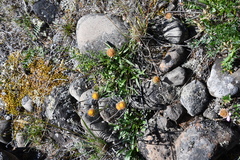 Aster alpinus tolmatschevii