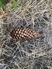 Picea pungens