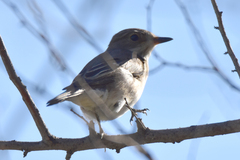 Muscicapa striata