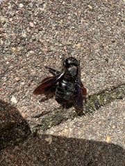 Xylocopa violacea