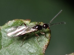 Ichneumonoidea
