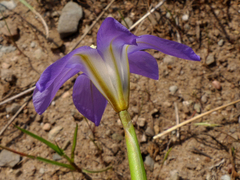Moraea polyanthos
